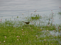 Motacilla flava iberiae
