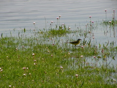 Motacilla flava iberiae