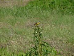 Motacilla flava iberiae