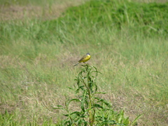 Motacilla flava iberiae