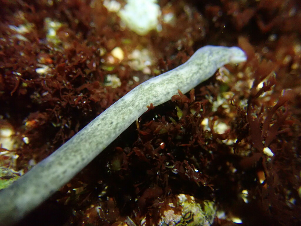 Baseodiscus takakurai