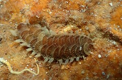Harmothoe areolata image