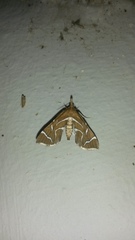 Panotima angularis