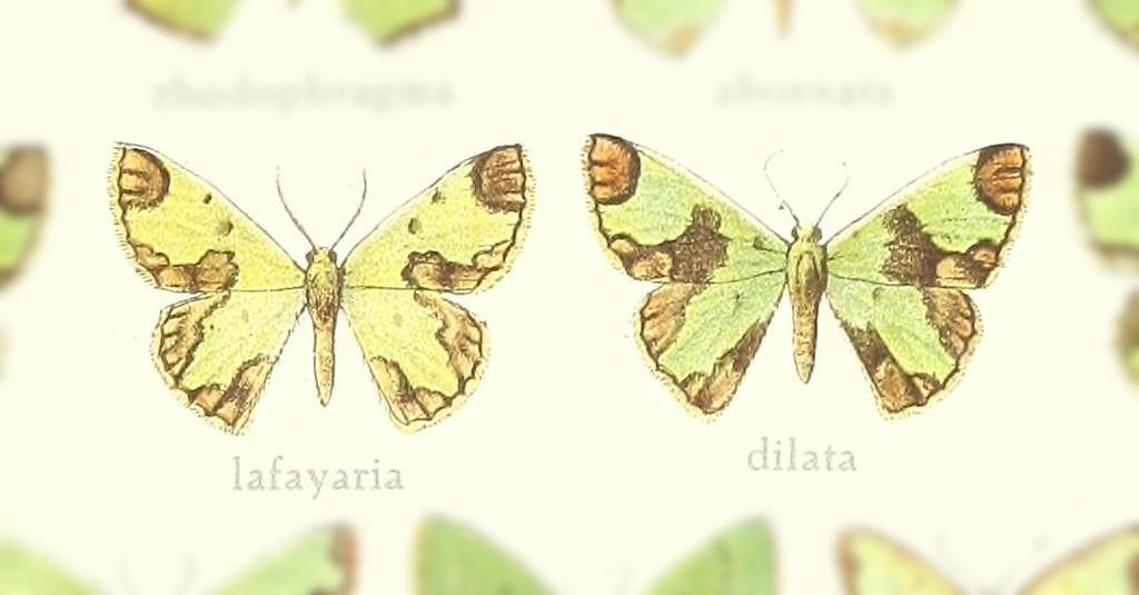 Chavarriella lafayaria