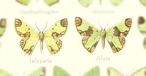 Chavarriella lafayaria