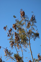 Senegalia ataxacantha