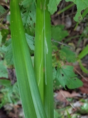 Ophiomyia kwansonis
