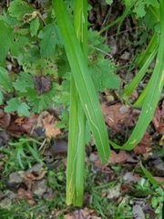Ophiomyia kwansonis