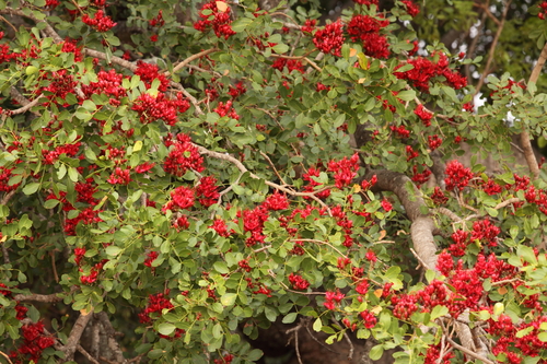 Image of Schotia brachypetala by (c) Darren Obbard, some rights reserved (CC BY)