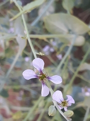Schouwia purpurea image