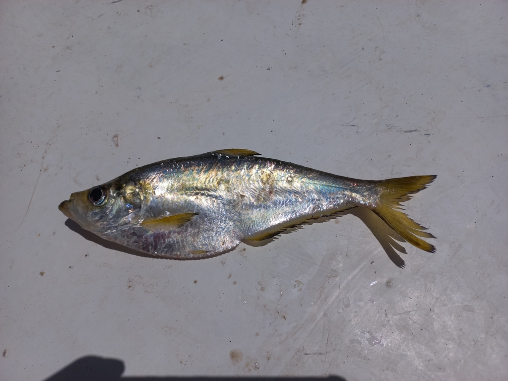 Hatchet herring (Ilisha fuerthii) — Pristigasteridae