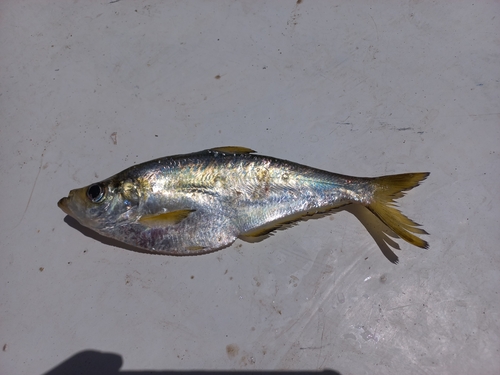 Hatchet herring (Ilisha fuerthii) — Pristigasteridae