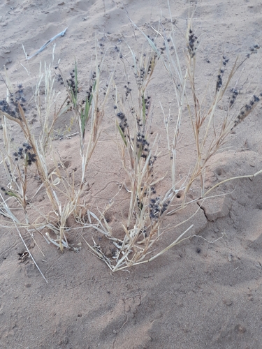 Indian sandbur (Cenchrus biflorus)