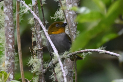 Yellow-Whiskered Bush Tanager photo 4