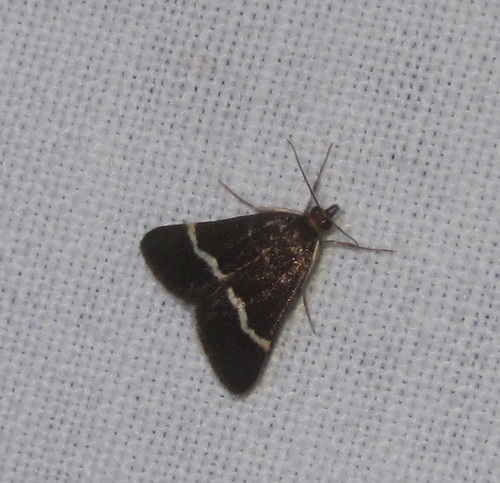 Pyrausta cingulata