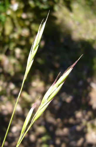 hairy oat grass (Flora of the Jenner Headlands Preserve: Monocots ...