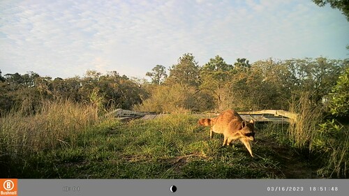 Common Raccoon photographed in South Carolina