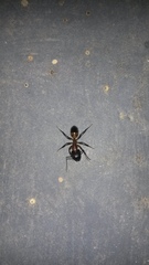 Camponotus hova