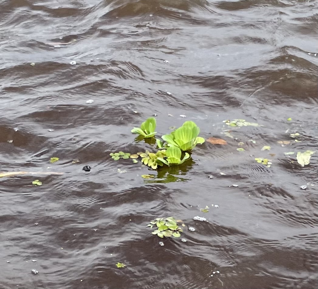 Pistia stratiotes