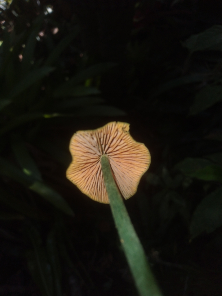 Entoloma incanum