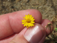 Pentachaeta aurea aurea
