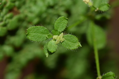 Galium hypocarpium