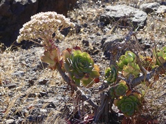 Aeonium percarneum image