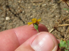 Pentachaeta aurea aurea