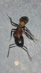 Camponotus hova