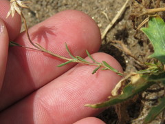 Pentachaeta aurea aurea