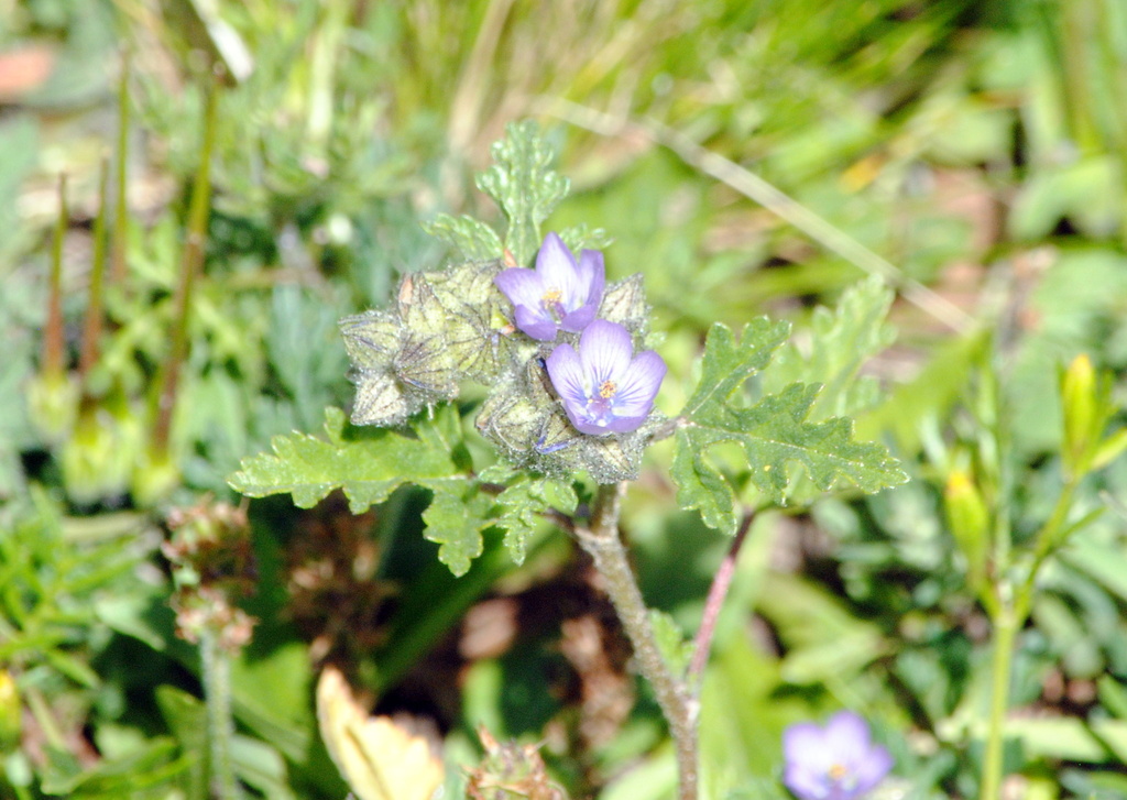 Tarasa odonellii