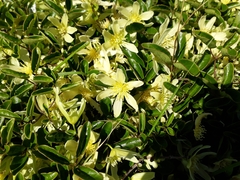 Clematis forsteri
