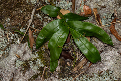 Polystachya fusiformis image