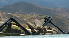 Chamaeleo calyptratus