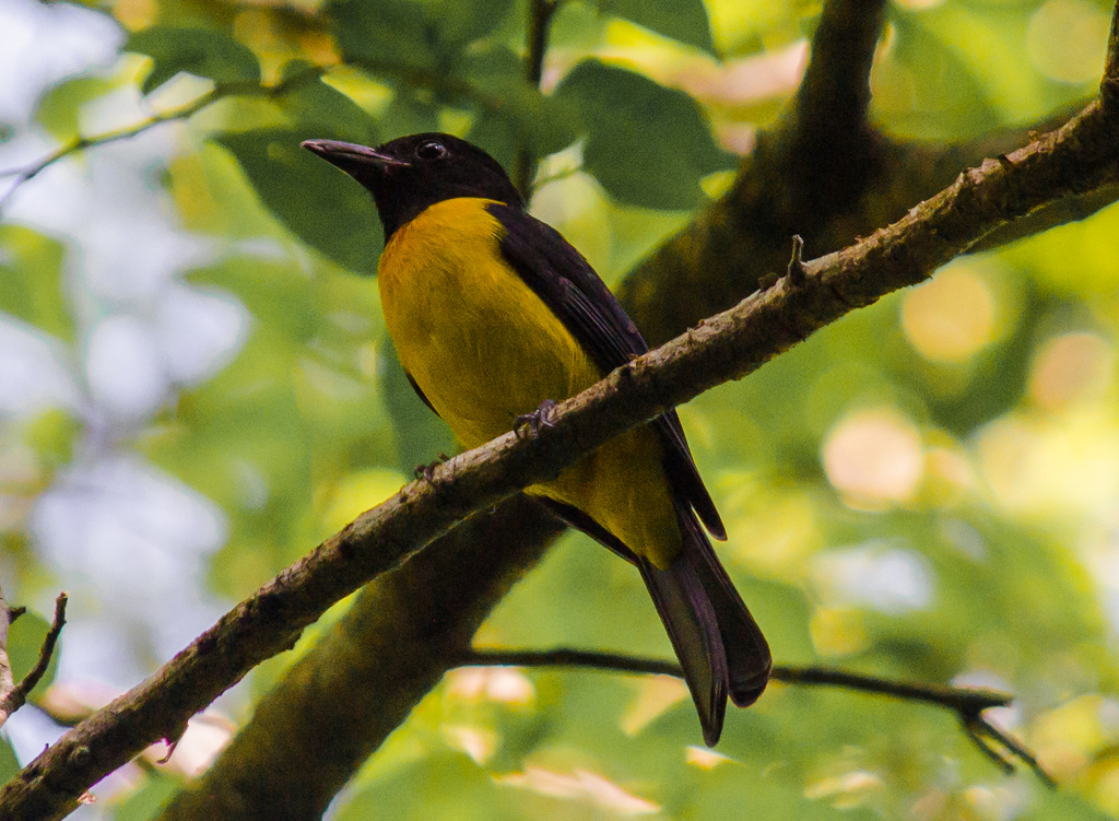 Shrike-Tanagers