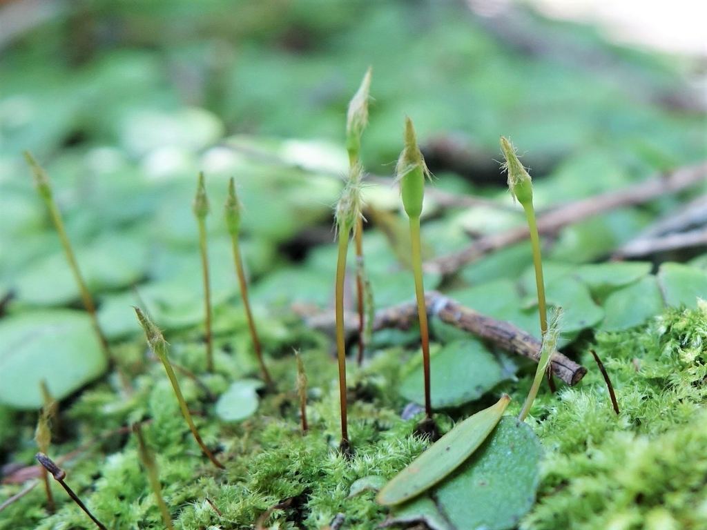 Racopilum strumiferum