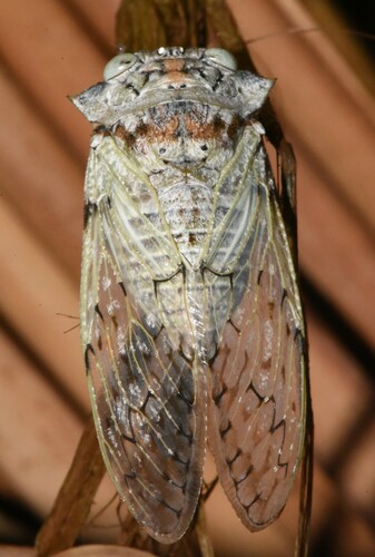 Platypleura spicata