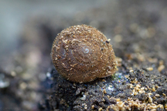 Vespericola marinensis