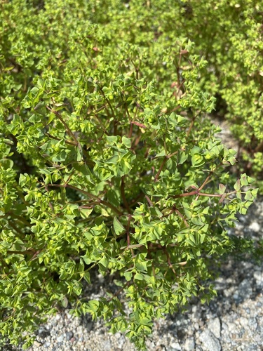 iNaturalist observation photo of Petty Spurge