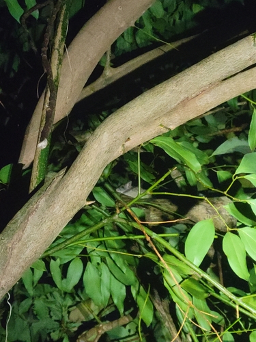 Rattus exulans observed 2023-03-16