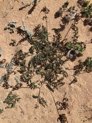 Astragalus solandri image