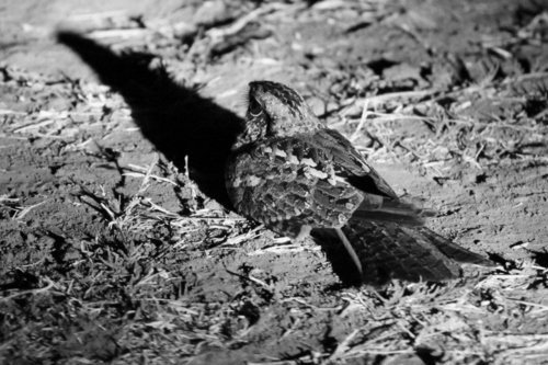 Square-tailed Nightjar (Caprimulgus fossii), photo 9