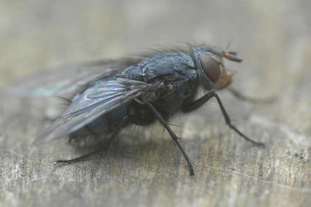 Blue Blowfly in March 2023 by Matthew Vosper · iNaturalist