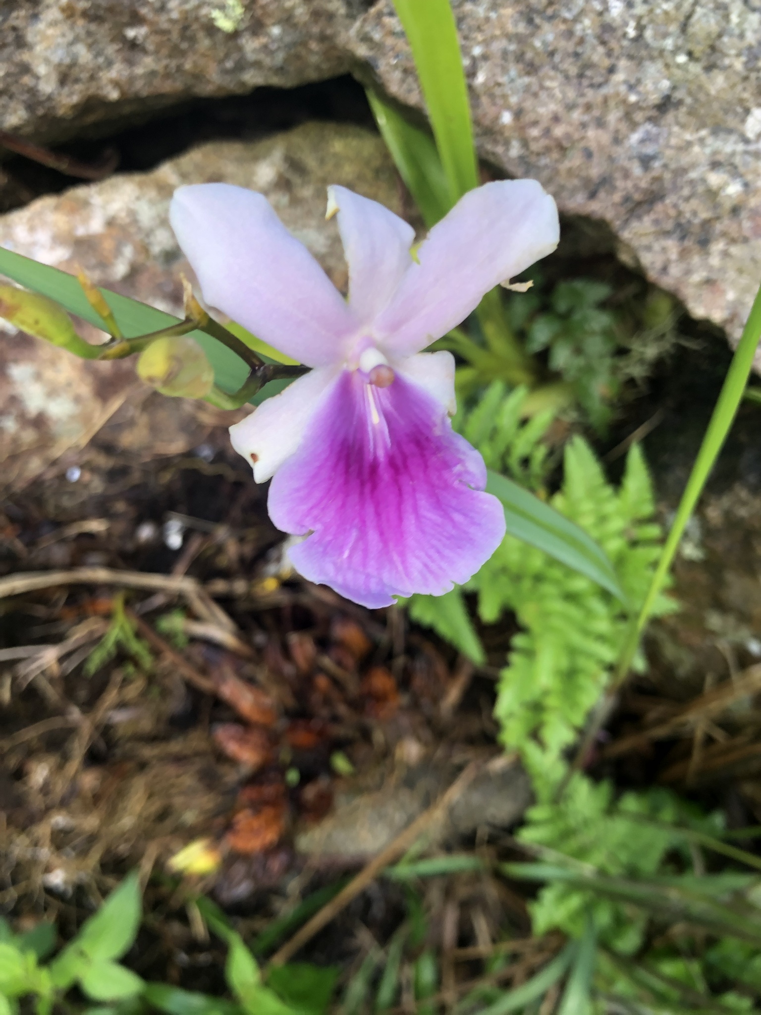 Imagem de Orquídea