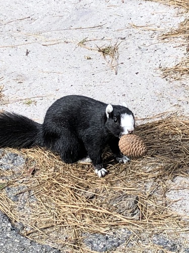Eastern Fox Squirrel photographed in South Carolina