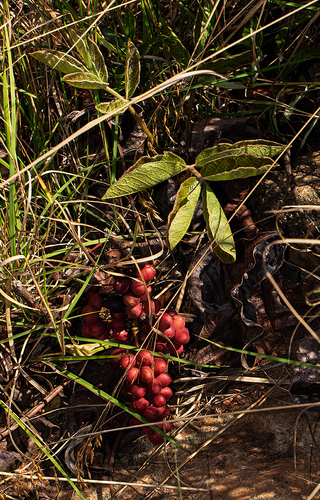 Lannea edulis var. edulis image