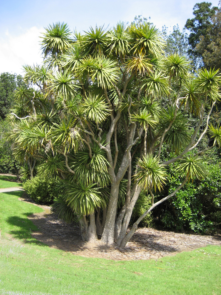 New Zealand cabbage tree (Flora of the Jenner Headlands Preserve