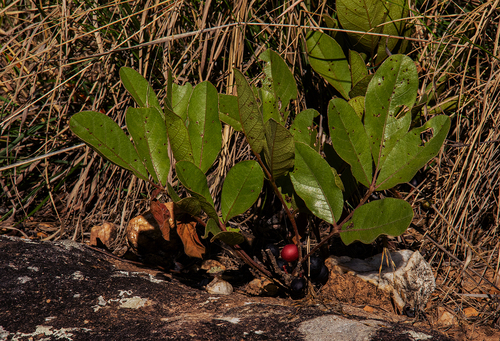 Lannea edulis var. edulis image