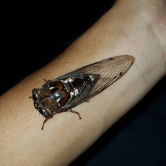 Megatibicen resonans