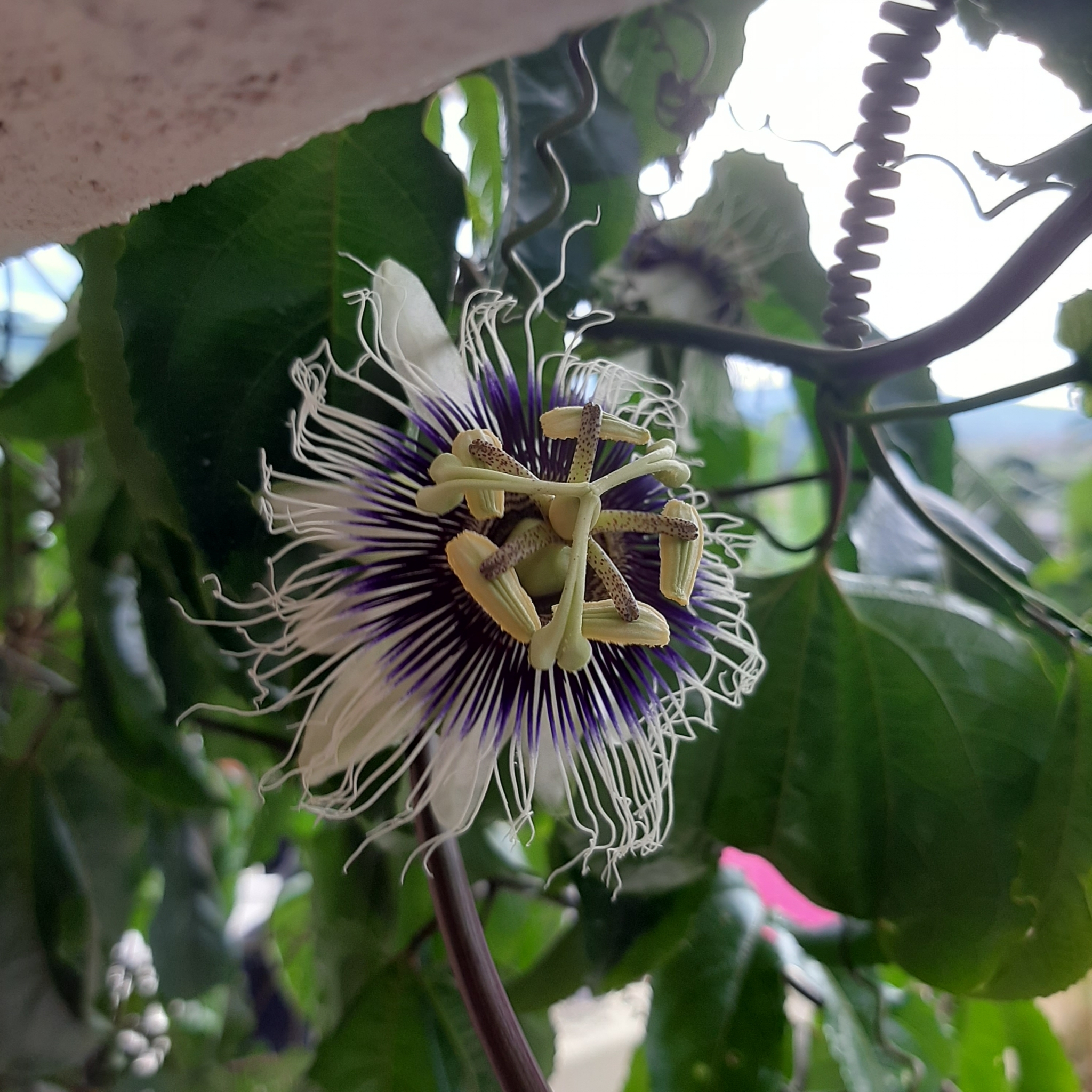 Passiflora edulis